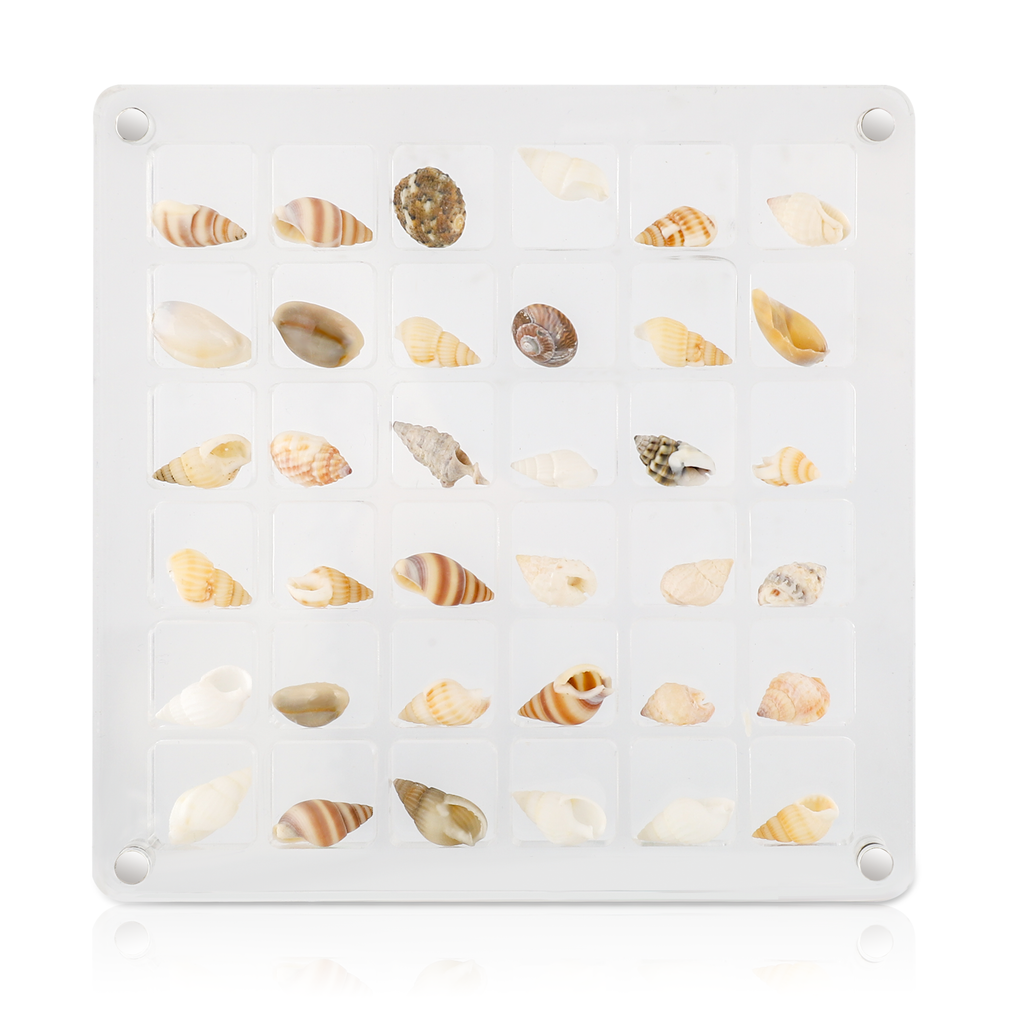 Acrylic Magnetic Seashell Display Box