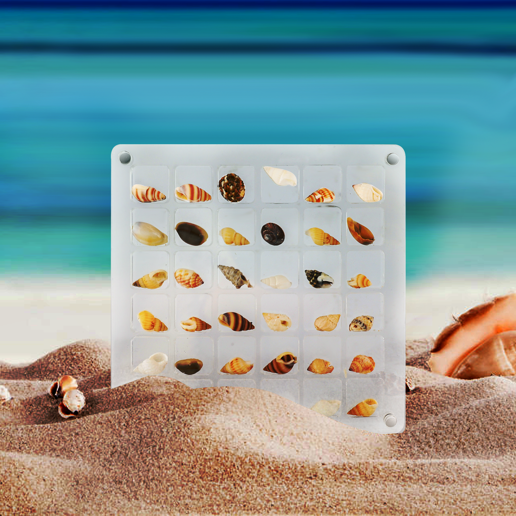 Acrylic Magnetic Seashell Display Box