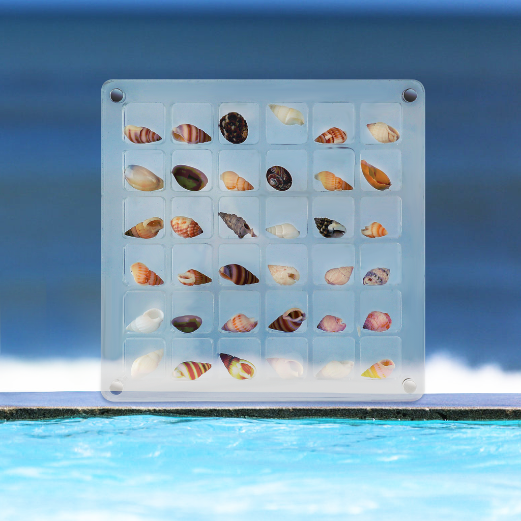 Acrylic Magnetic Seashell Display Box