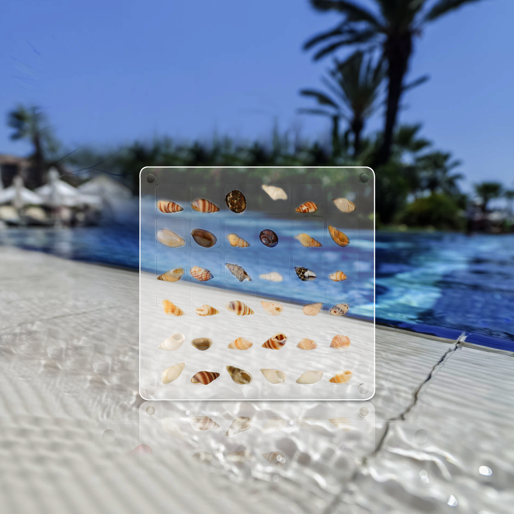 Acrylic Magnetic Seashell Display Box